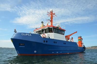 Clupea
